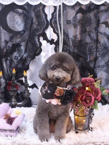 20231018chipieちゃん